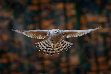 Flying bird Goshawk with blurred orange autumn tree forest in the background