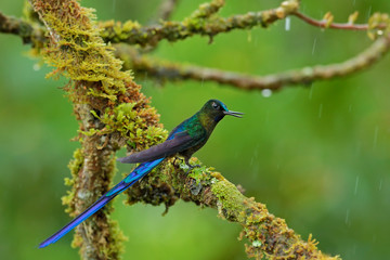 Long-tailed Sylph, hummingbird with long blue tail in the nature habitat, Peru