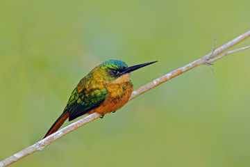 Rufous-tailed Jacamar, Galbula ruficauda, exotic bird sitting on the branch with clear green background, Trinidad and Tobago