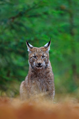Naklejka premium Eurasian Lynx, portrait of wild cat sitting green forest