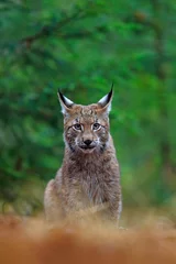 Fotobehang Lynx Eurasian Lynx, portrait of wild cat sitting green forest  © ondrejprosicky