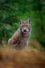 Naklejka premium Portrait of sitting Eurasian Lynx in green forest