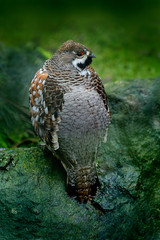 Hazel Grouse, Bonasa bonasia, forest bird sitting on the green moss stone