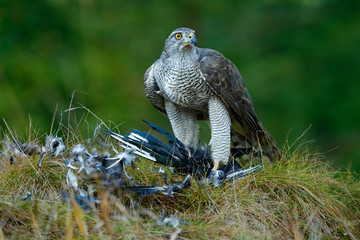 Bird of prey Goshawk kill Eurasian Magpie on the grass in green forest