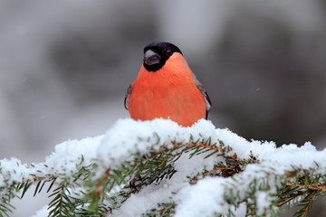 Red songbird Bullfinch sitting on snow branch during winter
