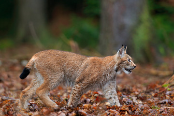 Walking wild cat Eurasian Lynx in orange autumn leaves, forest in background