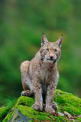 Sitting Eurasian wild cat Lynx on green moss stone in green forest in background