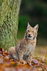 Naklejka premium Eurasian Lynx, wild cat sitting on the orange leaves in the forest habitat