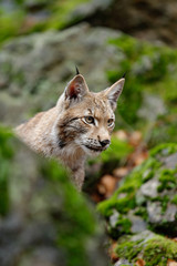 Naklejka premium Portrait of eurasian wild cat Lynx, name is Blondyn, in green moss stone, Czech