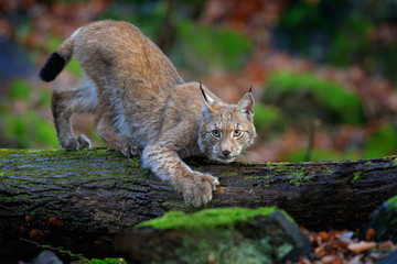 Fototapeta premium Walking wild cat Eurasian Lynx in green forest