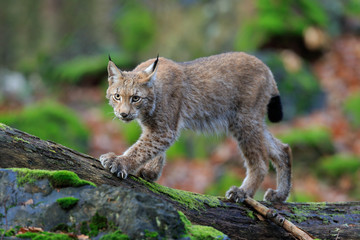 Naklejka na ściany i meble Walking wild cat Eurasian Lynx in green forest