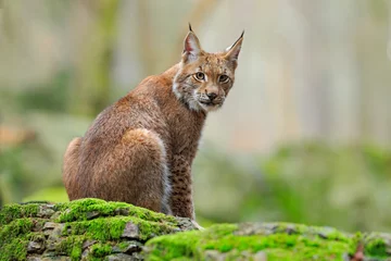 Printed kitchen splashbacks Lynx Eurasian Lynx, wild cat sitting on the orange leaves in the forest habitat