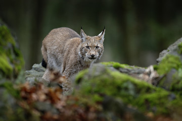 Naklejka na ściany i meble Walking eurasian wild cat Lynx on green moss stone in green forest in background