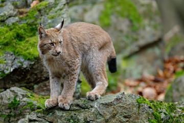 Naklejka premium Walking eurasian wild cat Lynx on green moss stone in green forest in background