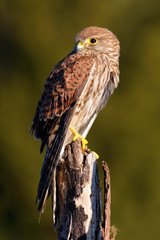 Common Kestrel, Falco tinnunculus, little birds of prey sitting on the tree trunk, Sweden