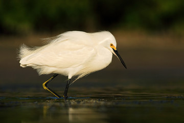 White heron Snowy Egret, Egretta thula, standing on pebble beach in Florida, USA