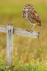 Burrowing Owl, Athene cunicularia, sitting in wooden cross in Cape Coral, Florida, USA © ondrejprosicky
