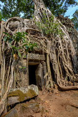 Fototapeta premium Angkor Wat Cambodia. Ta Prohm Khmer ancient Buddhist temple.