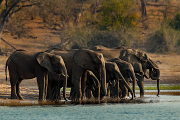 Naklejka premium A herd of African elephants drinking at a waterhole lifting their trunks, Chobe National park, Botswana, Africa