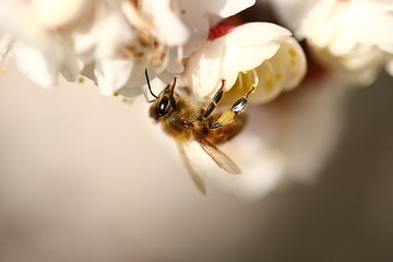 蜜蜂と白梅の花
