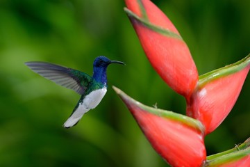 Hummingbird White-necked Jacobin flying next to beautiful red flower heliconia with green forest background