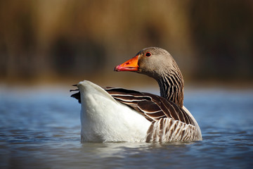 Bird Greylag Goose, Anser anser, floating on the water surface