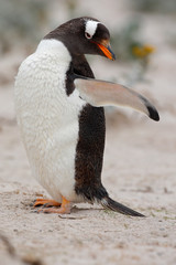 Fototapeta na wymiar Gentoo penguin at white sand beach in Falkland Islands