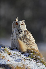 Obraz premium Eastern Siberian Eagle Owl, Bubo bubo sibiricus, sitting on hillock with snow in the forest, winter scene