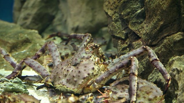 Giant Japanese spider crab