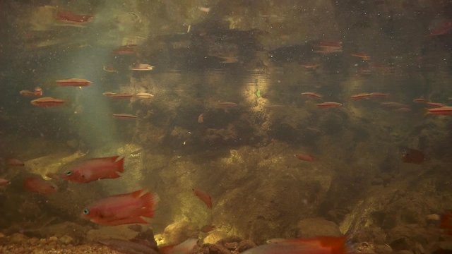 school of fish Striped rasbora (Rasbora daniconius) and school of fish combtail (Belontia signata) - endemic to Sri Lanka, feed under the surface of the water, Sinharaja, Sri Lanka, South Asia 
