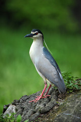Naklejka premium Grey water bird night heron sitting on the branch