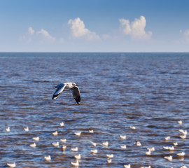Flying rown-headed seagull