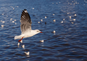 Flying rown-headed seagull