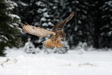 Eurasian Eagle Owl fly hunting during winter surrounded with snowflakes
