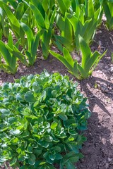 Flower bed with iris shoots and showy stonecrop