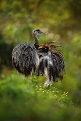 Big bird Greater Rhea, Rhea americana, with fluffy feathers, Pantanal, Brazil