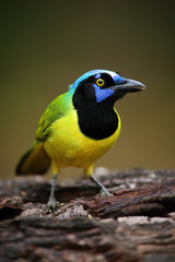 Obraz premium Portrait of yellow bird with blue head Green Jay, Cyanocorax yncas, wild nature, Belize