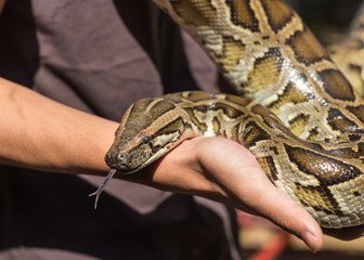Obraz premium Pyton birmański, Python molurus, Python bivittatus wypuścił język z ust w dłoni.