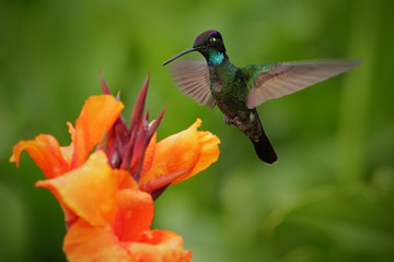 Fototapeta na wymiar Nice hummingbird, Magnificent Hummingbird, Eugenes fulgens, flying next to beautiful orange flower with ping flowers in the background, Savegre, Costa Rica