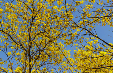 Blooming yellow trumpet flower