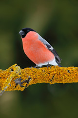 Red songbird Bullfinch sitting on yellow lichen branch, Sumava, Czech republic