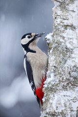 Great Spotted Woodpecker sitting on the tree trunk with snow during winter