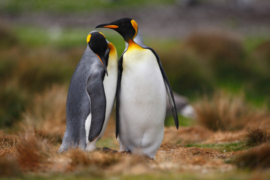 King penguin couple cuddling in wild nature with green background