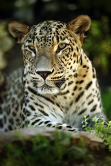 Fototapeta na wymiar Detail portrait of wild cat jaguar, Costa Rica