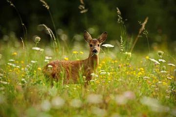 Washable wall murals Roe Beautiful blooming meadow with many white and yellow flowers and animal, Roe deer, Capreolus capreolus, chewing green leaves