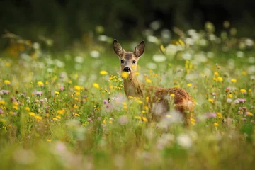 Printed kitchen splashbacks Roe Roe deer, Capreolus capreolus, chewing green leaves, beautiful blooming meadow with many white and yellow flowers and animal