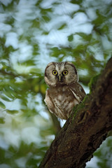 Small bird Boreal owl, Aegolius funereus, sitting on the tree branch in nece green forest background