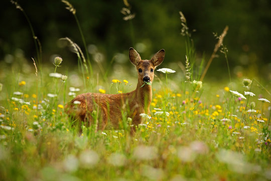 Fototapeta Beautiful blooming meadow with many white and yellow flowers and animal, Roe deer, Capreolus capreolus, chewing green leaves