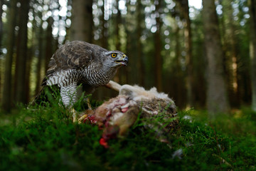 Bird of Prey Goshawk feeding kill hare with blood in forest - photo with wide lens for habitat