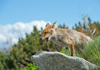 Young red fox standing on rock, with blue sky in background, Slovakia, Europe